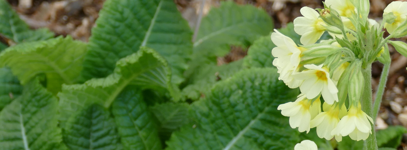 KGV "Waldfrieden" e.V.